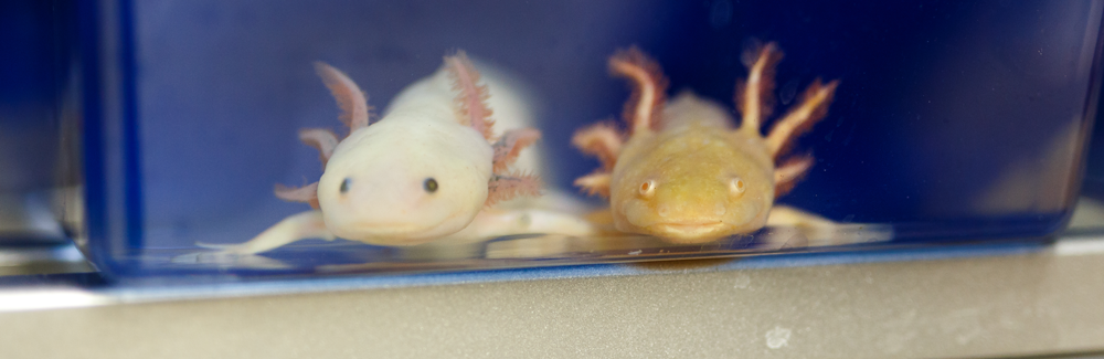Axolotls with natural differences in pigmentation in Karen Echeverri’s СƵ laboratory. 