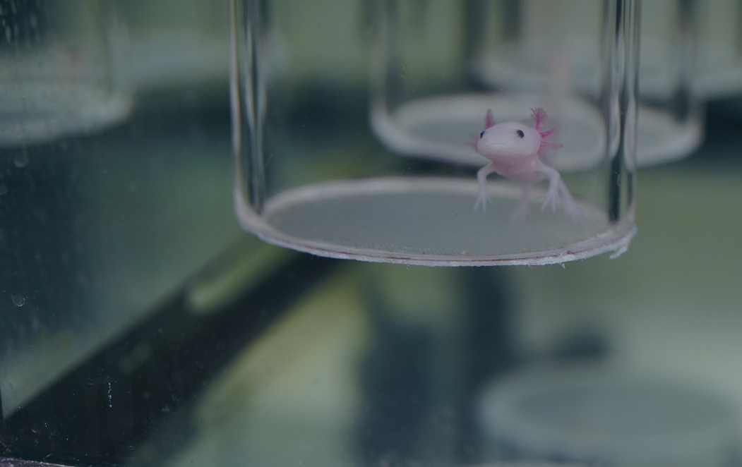 An axolotl in a tank in the Echeverri Lab at the СƵ. 