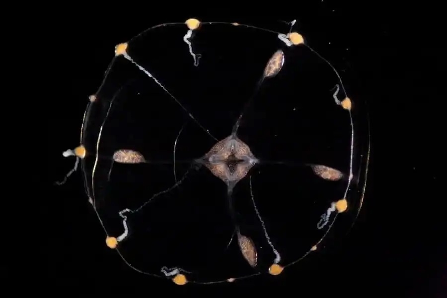 Clytia hemisphaerica,viewed from above. The round, transparent animal is about one centimeter across when fully mature, with a central mouth, and tentacles arranged uniformly around its outer edges like numbers on a clock. This jellyfish also has four oval-shaped gonads visible on its body.
